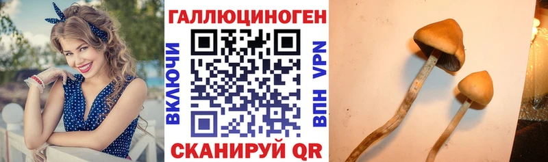 Псилоцибиновые грибы Psilocybine cubensis  Сурск 